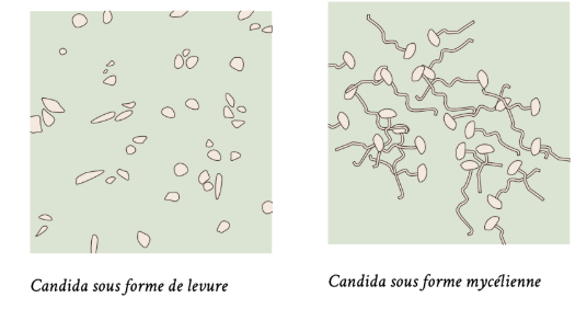 Candida sous forme de levure et sous forme mycélienne