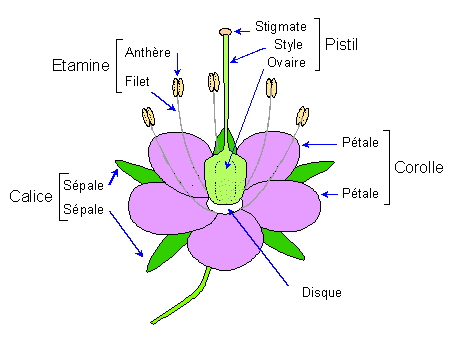 Anatomie de la fleur (étamine, pistil, calice, corolle)