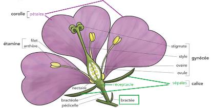 Fleur : bractée, calice, corolle, gynécée
