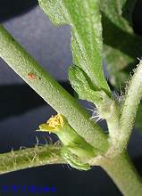 Fleur sessile de Synedrella nodiflora