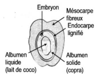 Fruit de cocotier (coupe) : mésocarpe fibreux, endocarpe, albumen