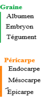 Graine et péricarpe
