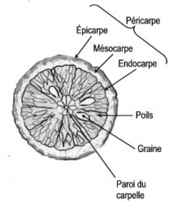 Péricarpe d’agrume : épicarpe, mésocarpe, endocarpe