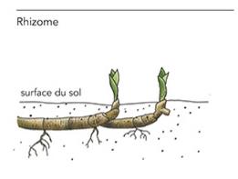 Rhizome (surface du sol)