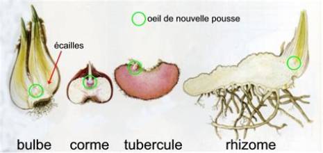 Bulbe, corme, tubercule, rhizome